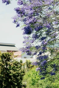 The Ethereal Beauty of Purple Jacaranda Season in Da Lat - image 0