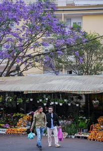 The Ethereal Beauty of Purple Jacaranda Season in Da Lat - image 4