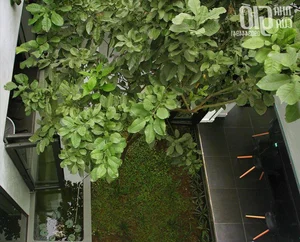 6 Inspiring Modern Townhouse Designs Featuring Lush Indoor Gardens, Natural Light, and Sustainable Biophilic Architecture for a Refreshing Urban Oasis - image 10