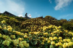 Fansipan Travel Guide: Experiencing the Majestic Rhododendron Season and the Spectacular Rose Festival in Sapa - image 6