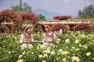 Fansipan Travel Guide: Experiencing the Majestic Rhododendron Season and the Spectacular Rose Festival in Sapa - image 3