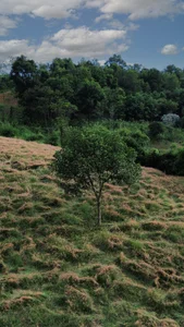 Stunning Landscapes: The Pink Grass Hills of Moc Chau for Nature Lovers - image 4