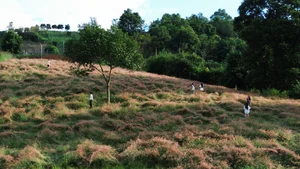 Stunning Landscapes: The Pink Grass Hills of Moc Chau for Nature Lovers - image 0