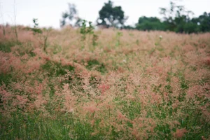 Stunning Landscapes: The Pink Grass Hills of Moc Chau for Nature Lovers - image 6