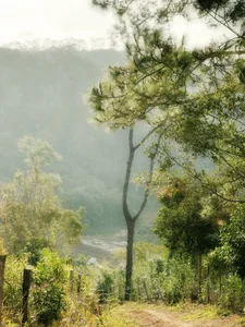Slow Living in Mang Den: Embracing the Local Lifestyle Through Deep Travel and One-Month Immersions - image 2