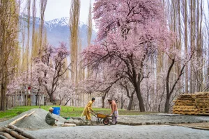 Experience the Breathtaking Magic of Springtime in Pakistan: A Journey Through Blossoming Landscapes and Majestic Mountains - image 2