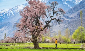 Experience the Breathtaking Magic of Springtime in Pakistan: A Journey Through Blossoming Landscapes and Majestic Mountains - image 7