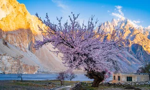 Experience the Breathtaking Magic of Springtime in Pakistan: A Journey Through Blossoming Landscapes and Majestic Mountains - image 4
