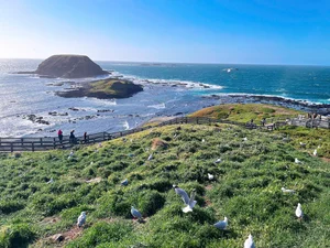 The Penguin Parade: Witnessing Nature’s Cutest March in Australia - image 4