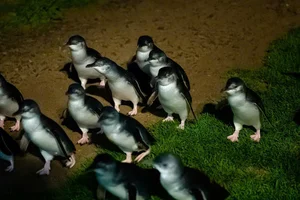 The Penguin Parade: Witnessing Nature’s Cutest March in Australia - image 6