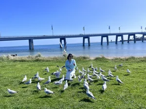 The Penguin Parade: Witnessing Nature’s Cutest March in Australia - image 3
