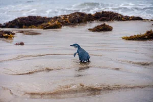 The Penguin Parade: Witnessing Nature’s Cutest March in Australia - image 7