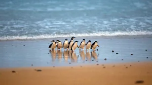 The Penguin Parade: Witnessing Nature’s Cutest March in Australia - image 2