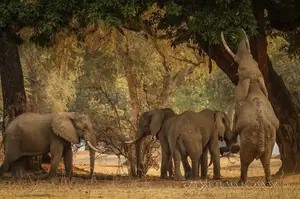 Witness the majestic African Elephants in the pristine 'land of divine lakes'. - image 8