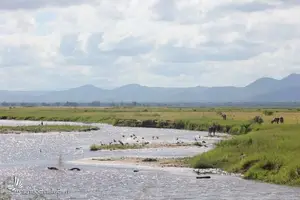 Witness the majestic African Elephants in the pristine 'land of divine lakes'. - image 2