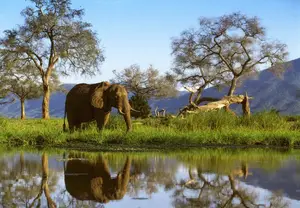 Witness the majestic African Elephants in the pristine 'land of divine lakes'. - image 4