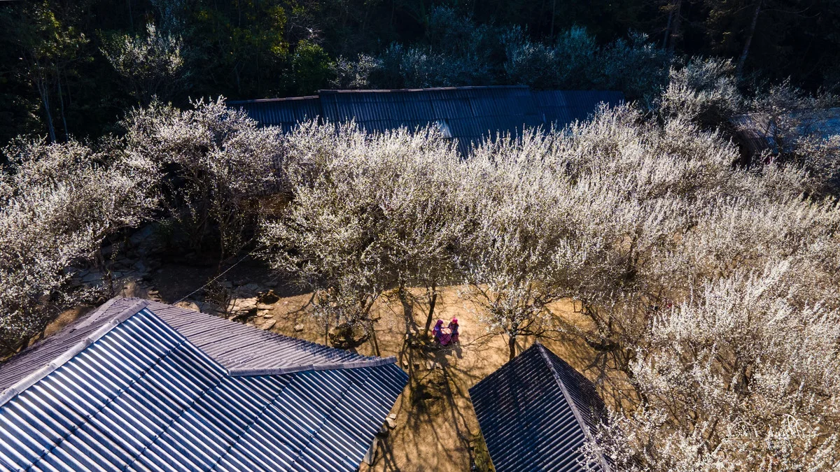 Discover the Ethereal Beauty of Lùng Phình During Plum Blossom Season