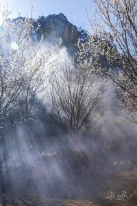 Discover the Ethereal Beauty of Lùng Phình During Plum Blossom Season - image 2
