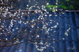 Discover the Ethereal Beauty of Lùng Phình During Plum Blossom Season - image 4