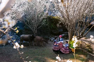 Discover the Ethereal Beauty of Lùng Phình During Plum Blossom Season - image 3