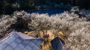 Discover the Ethereal Beauty of Lùng Phình During Plum Blossom Season - image 0