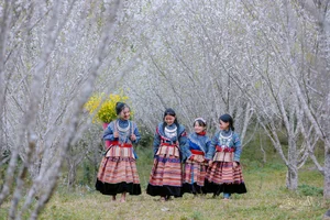 Discover the Ethereal Beauty of Lùng Phình During Plum Blossom Season - image 1