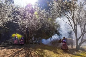 Discover the Ethereal Beauty of Lùng Phình During Plum Blossom Season - image 7