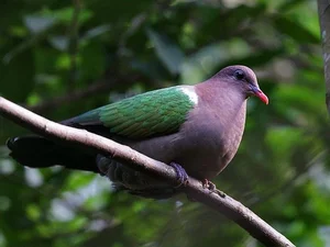 Discover the emerald beauty of the Common Emerald Dove in Vietnam - image 7