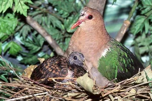 Discover the emerald beauty of the Common Emerald Dove in Vietnam - image 0