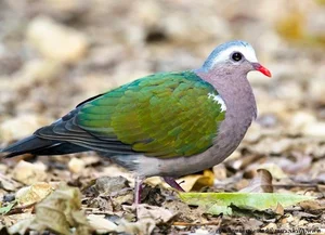 Discover the emerald beauty of the Common Emerald Dove in Vietnam - image 8