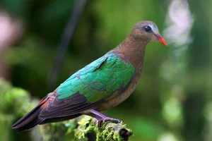 Discover the emerald beauty of the Common Emerald Dove in Vietnam - image 6
