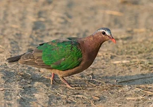 Discover the emerald beauty of the Common Emerald Dove in Vietnam - image 2