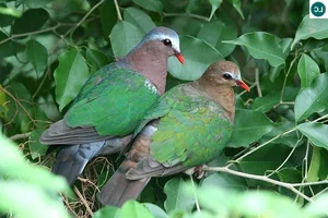 Discover the emerald beauty of the Common Emerald Dove in Vietnam - image 3