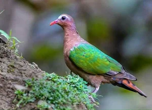Discover the emerald beauty of the Common Emerald Dove in Vietnam - image 4
