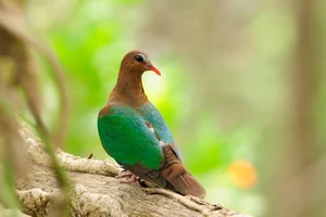 Discover the emerald beauty of the Common Emerald Dove in Vietnam - image 5