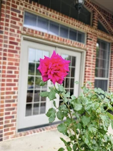 Inside Hong Ngoc’s Stunning US Villa: A Lush Garden Oasis and Celebrity Lifestyle Tour - image 10