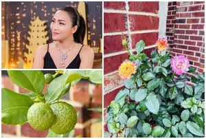 Inside Hong Ngoc’s Stunning US Villa: A Lush Garden Oasis and Celebrity Lifestyle Tour - image 3