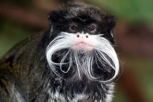 Nature’s Most Extraordinary Bearded Animals: A Fascinating Look at Unique Wildlife - image 1