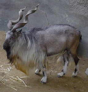 Nature’s Most Extraordinary Bearded Animals: A Fascinating Look at Unique Wildlife - image 3