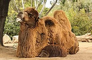 Nature’s Most Extraordinary Bearded Animals: A Fascinating Look at Unique Wildlife - image 0