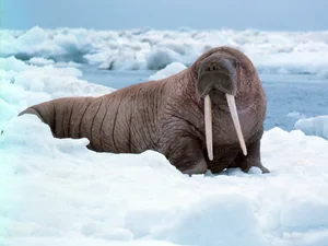 Nature’s Most Extraordinary Bearded Animals: A Fascinating Look at Unique Wildlife - image 4