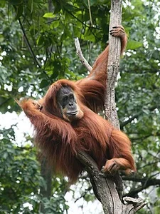 Nature’s Most Extraordinary Bearded Animals: A Fascinating Look at Unique Wildlife - image 6