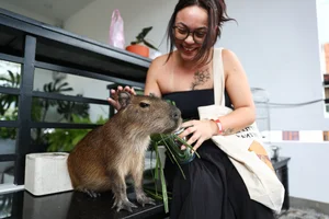Capybara Cafe Trend Hits Ho Chi Minh City: A Unique Animal Interaction Experience - image 4