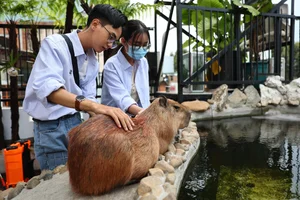 Capybara Cafe Trend Hits Ho Chi Minh City: A Unique Animal Interaction Experience - image 7