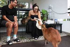 Capybara Cafe Trend Hits Ho Chi Minh City: A Unique Animal Interaction Experience - image 2