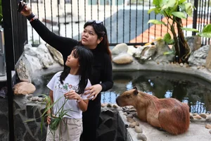 Capybara Cafe Trend Hits Ho Chi Minh City: A Unique Animal Interaction Experience - image 9