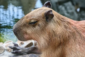 Capybara Cafe Trend Hits Ho Chi Minh City: A Unique Animal Interaction Experience - image 1