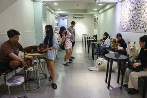 Capybara Cafe Trend Hits Ho Chi Minh City: A Unique Animal Interaction Experience - image 3