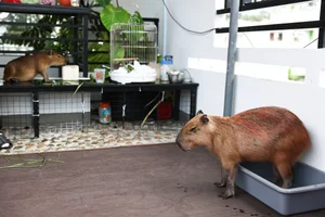 Capybara Cafe Trend Hits Ho Chi Minh City: A Unique Animal Interaction Experience - image 8