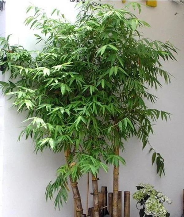 5 Best Feng Shui Plants to Attract Wealth and Prosperity into Your Home This New Year for Good Luck and Positive Energy
